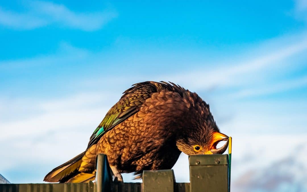 brown and black bird on wooden fence during daytime